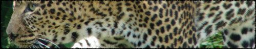 Leopard_Teaser